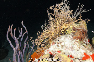 Giant Basket Star out for a night feeding frenzy. The unf... by Jerri Wilbanks 